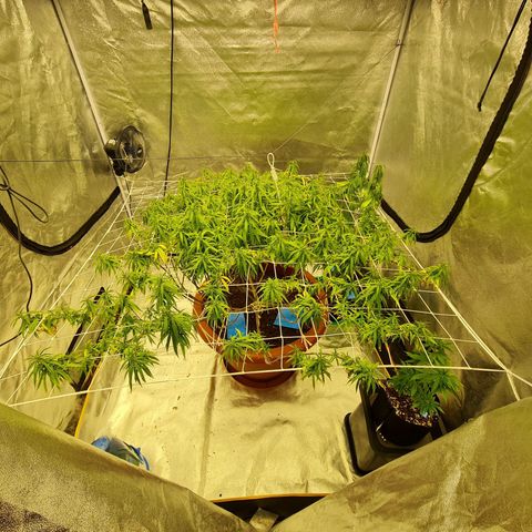 Lemon OG Candy growlog timeline photo
