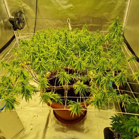 Lemon OG Candy growlog timeline photo