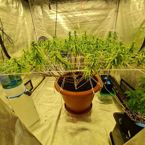 Lemon OG Candy growlog timeline photo