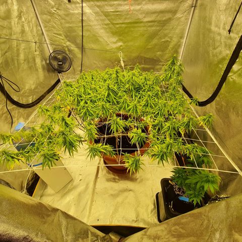 Lemon OG Candy growlog timeline photo