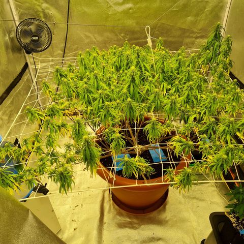 Lemon OG Candy growlog timeline photo