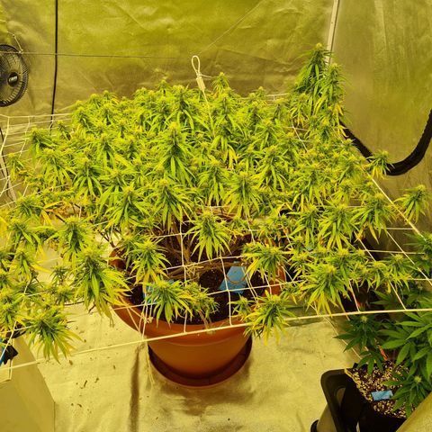 Lemon OG Candy growlog timeline photo