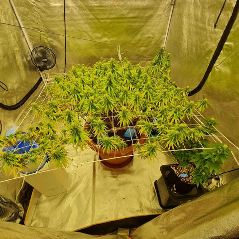 Lemon OG Candy growlog timeline photo