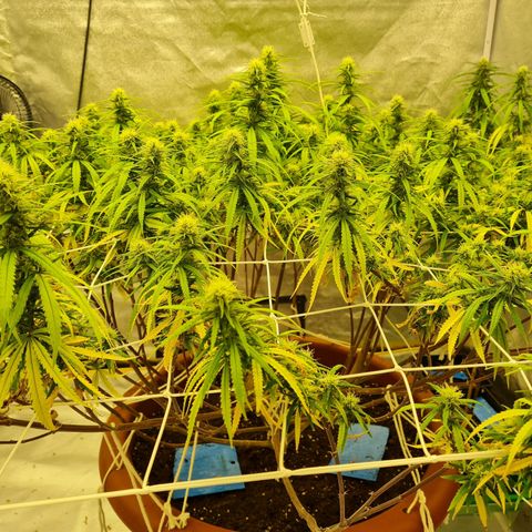 Lemon OG Candy growlog timeline photo