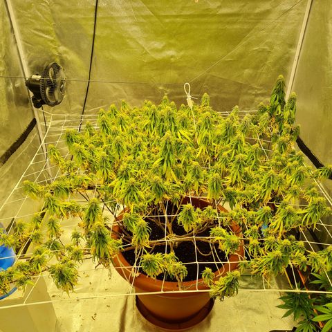 Lemon OG Candy growlog timeline photo