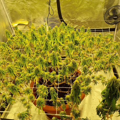 Lemon OG Candy growlog timeline photo