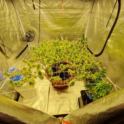 Lemon OG Candy growlog timeline photo