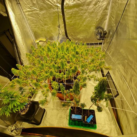 Lemon OG Candy growlog timeline photo