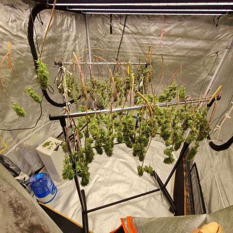 Lemon OG Candy growlog timeline photo