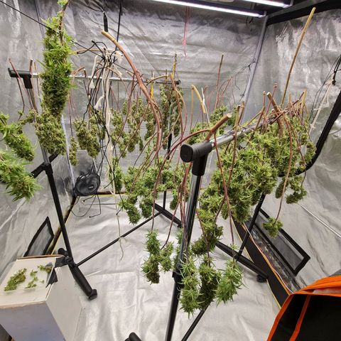 Lemon OG Candy growlog timeline photo