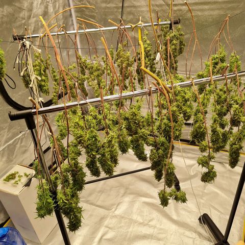 Lemon OG Candy growlog timeline photo