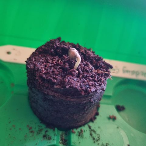 Wedding Cake growlog timeline photo