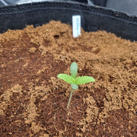 Wedding Cake growlog timeline photo