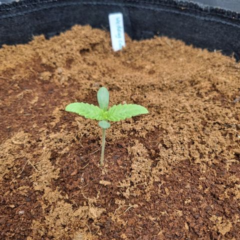 Wedding Cake growlog timeline photo