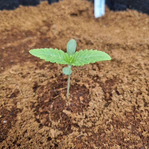 Wedding Cake growlog timeline photo