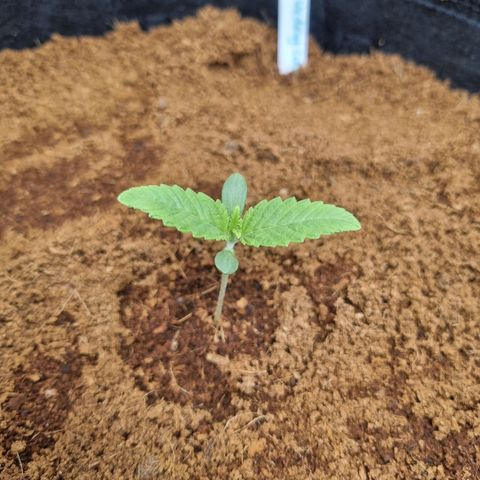 Wedding Cake growlog timeline photo