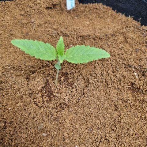 Wedding Cake growlog timeline photo