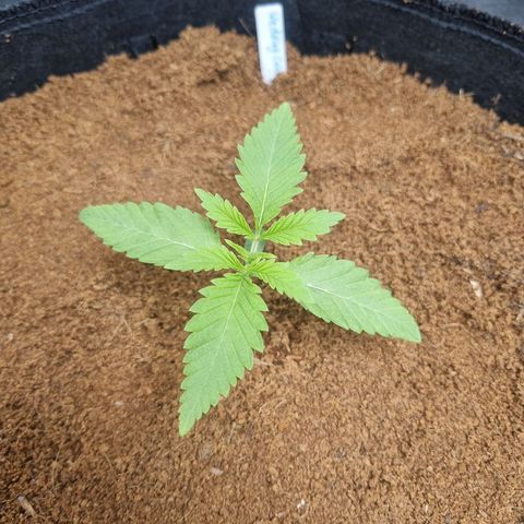Wedding Cake growlog timeline photo