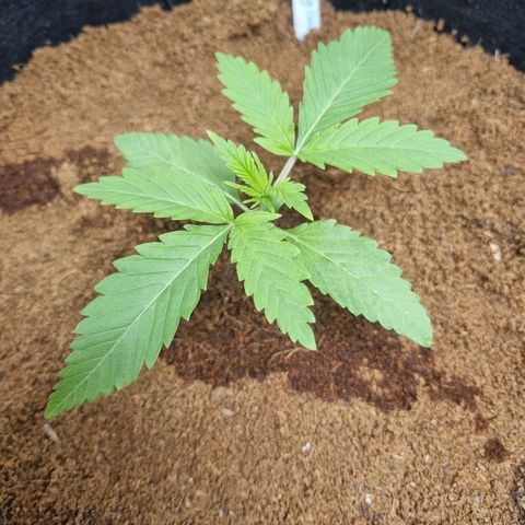 Wedding Cake growlog timeline photo