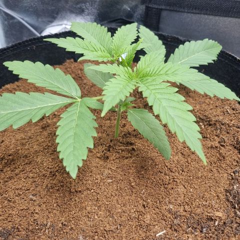 Wedding Cake growlog timeline photo