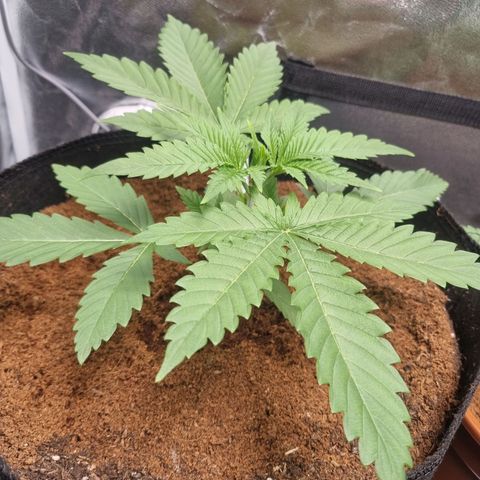 Wedding Cake growlog timeline photo