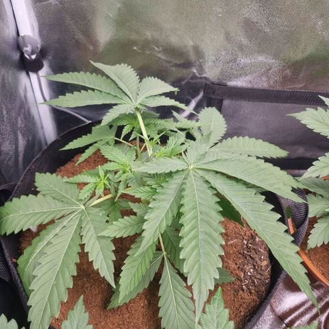 Wedding Cake growlog timeline photo