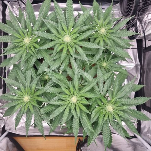 Wedding Cake growlog timeline photo