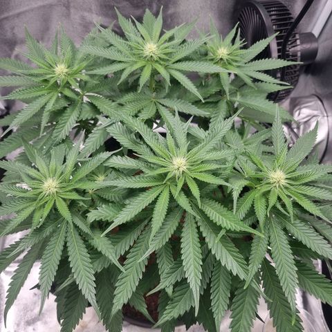 Wedding Cake growlog timeline photo