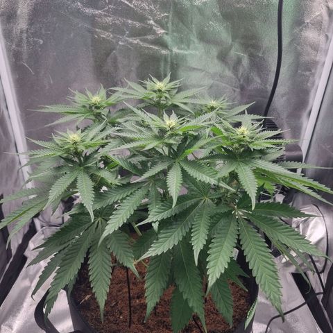 Wedding Cake growlog timeline photo