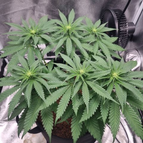 Wedding Cake growlog timeline photo