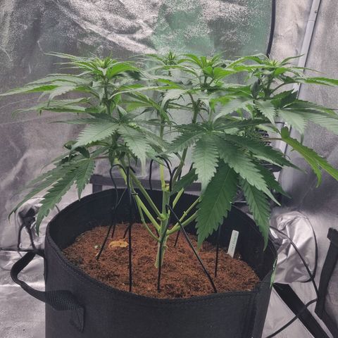 Wedding Cake growlog timeline photo