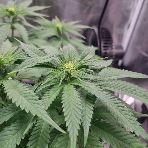 Wedding Cake growlog timeline photo