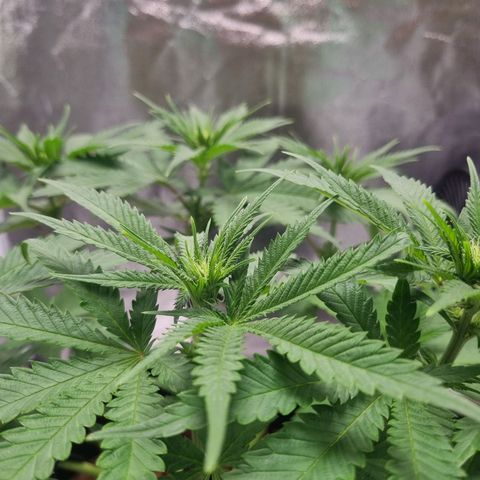 Wedding Cake growlog timeline photo