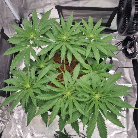 Wedding Cake growlog timeline photo