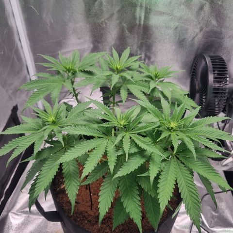 Wedding Cake growlog timeline photo