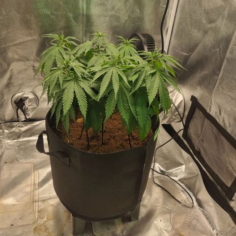 Wedding Cake growlog timeline photo