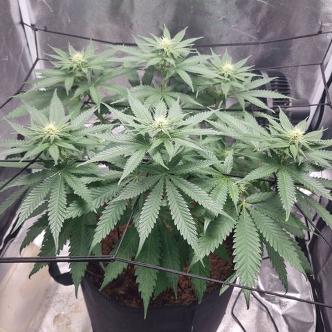 Wedding Cake growlog timeline photo