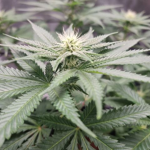 Wedding Cake growlog timeline photo