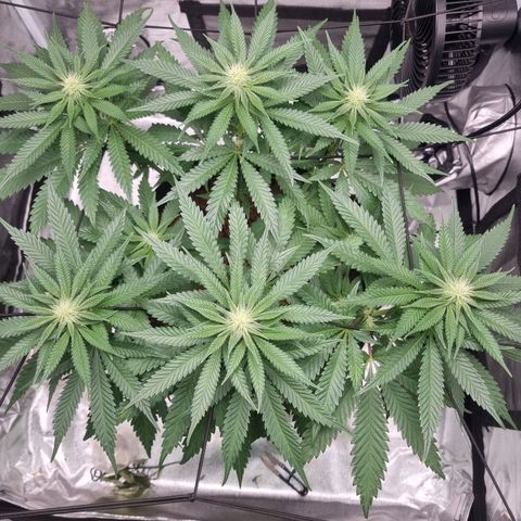 Wedding Cake growlog timeline photo