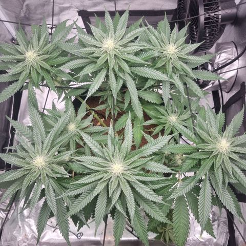 Wedding Cake growlog timeline photo