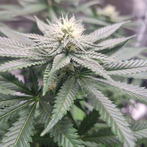 Wedding Cake growlog timeline photo