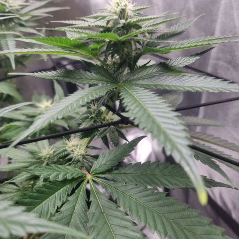 Wedding Cake growlog timeline photo
