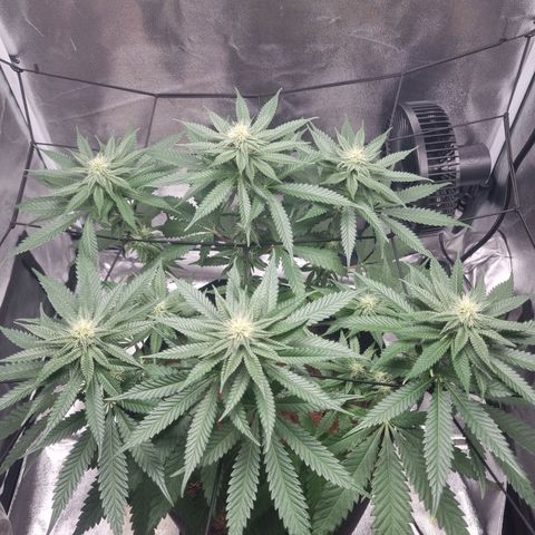Wedding Cake growlog timeline photo