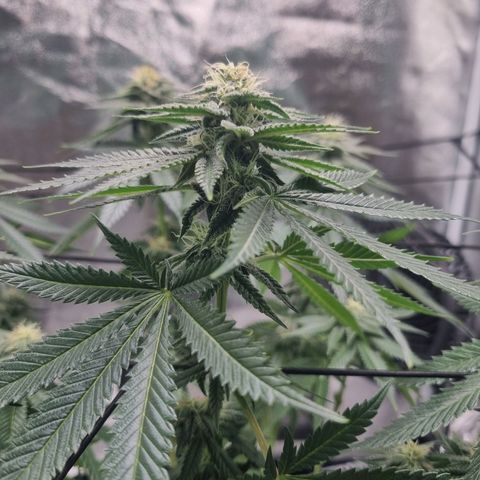 Wedding Cake growlog timeline photo