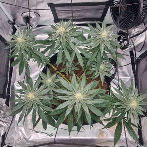 Wedding Cake growlog timeline photo