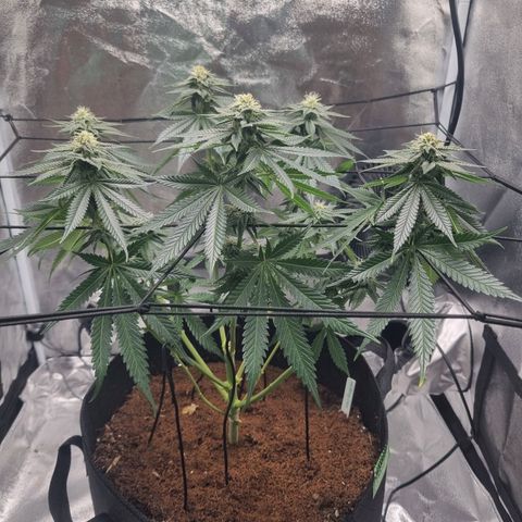 Wedding Cake growlog timeline photo
