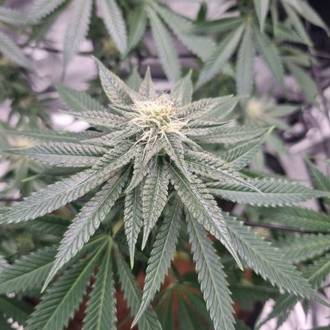 Wedding Cake growlog timeline photo