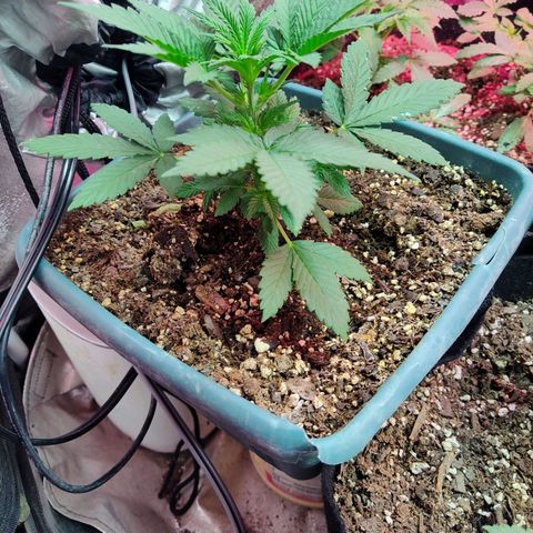 Lemon kix growlog timeline photo