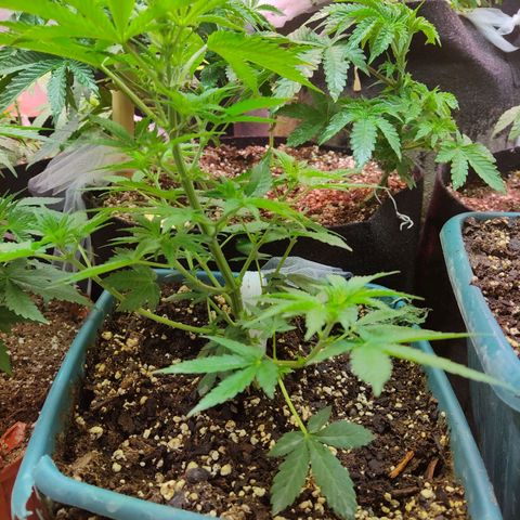 Lemon kix growlog timeline photo