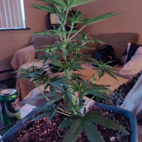 Lemon kix growlog timeline photo